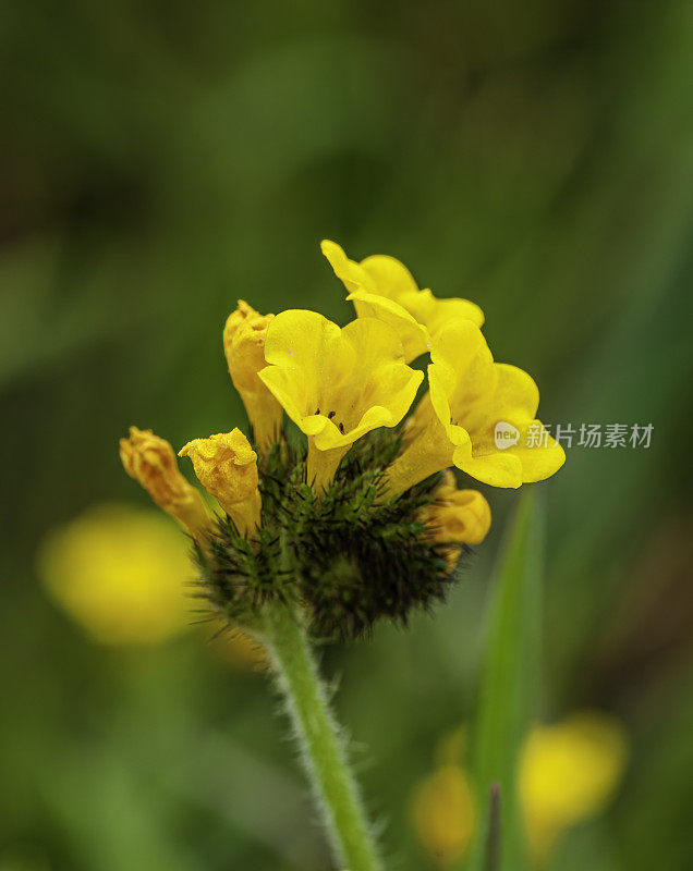 Seaside Fiddleneck, Amsinckia spectabilis, Cambria Bluff，附近Cambria，加利福尼亚，Boraginaceae。Fiscalini农场保留